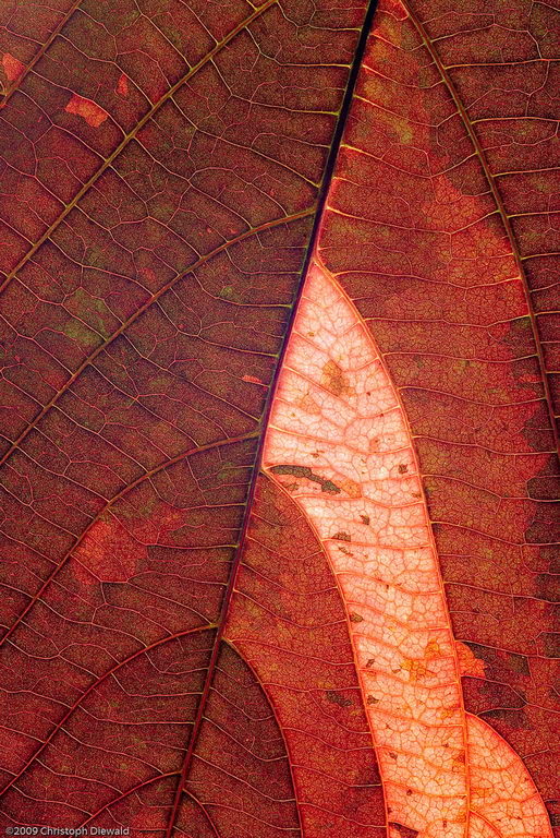 آکالیفا ویلکزیانا